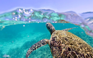 Turtle swimming in Ningaloo (AUS) © N. McLachlan 