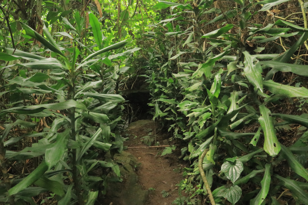 Alternative plant spicies for riverbank strenthening identified near at the site