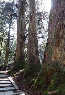 Japan forest