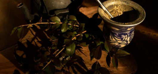 Leaves of change: Paraguay’s small-scale farmers see a new future in yerba mate tea