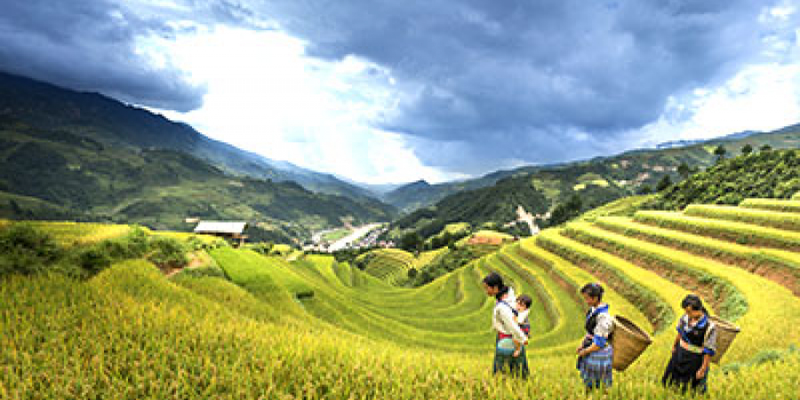 Terrazas de arroz en Mu Cang Chai, Vietnam