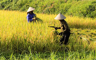 Rice terraces in Mu Cang Chai