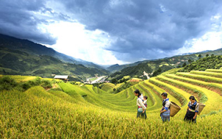 Rice terraces in Mu Cang Chai Rice terraces in Mu Cang Chai