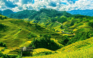 Rice terraces in Mu Cang Chai