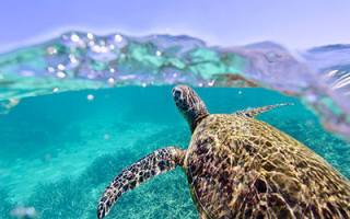 Turtle swimming in Ningaloo (AUS) © N. McLachlan Turtle swimming in Ningaloo (AUS) © N. McLachlan