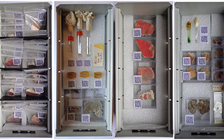 Survey of Samples Collections